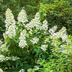  HYDRANGEA PANICULATA TARDIVA CLT. 10 Bugás hortenzia