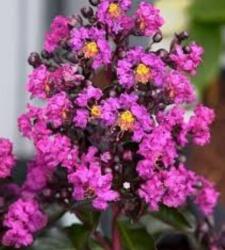  LAGERSTROEMIA INDICA RHAPSODY IN BLUE (R) CLT. 5 Selyemmirtusz