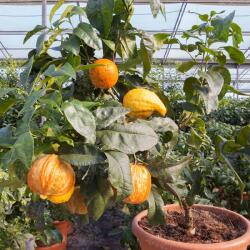  CITRUS AURANTIUM BIZZARRIA LV 12 CIRCLE Keserű narancs