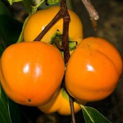  DIOSPYROS KAKI HANA FUYU CLT. 12 HALF STANDARD Datolyaszilva