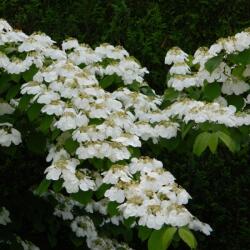 VIBURNUM PLICATUM WATANABE CLT. 10 Redõs levelű bangita