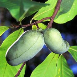  ASIMINA TRILOBA CLT. 10 HALF STANDARD Indián banán