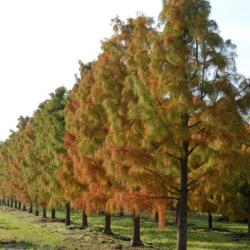 TAXODIUM DISTICHUM CLT. 10 Amerikai mocsárciprus