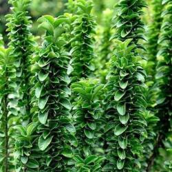  EUONYMUS JAPONICUS BENKOMASAKI ERECTA CLT. 45 BALL Japán kecskerágó