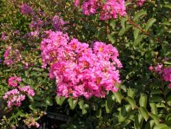 LAGERSTROEMIA IND. ROSEA GRASSI CLT. 10 Selyemmirtusz