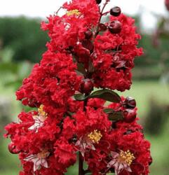  LAGERSTROEMIA DYNAMITE (R) CLT. 18 HALF STANDARD TR. 120/140 Selyemmirtusz