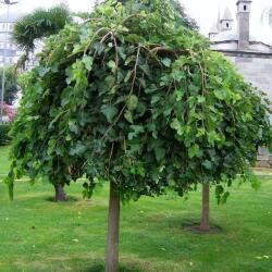 MORUS ALBA PENDULA CLT. 30 10/12 STANDARD Csüngõ eperfa