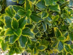  EUONYMUS JAP. ELEGANT. AUREUS LCI 40 MULTITRONCO Japán kecskerágó