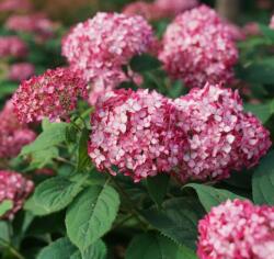  HYDRANGEA ARBORESCENS RUBY ANNABELLE (R) CLT. 10 Cserjés hortenzia