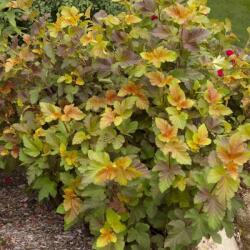 PHYSOCARPUS OPULIFOLIUS AMBER JUBILEE (R) CLT. 3 Hólyagvesszõ