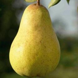 PYRUS COMMUNIS WILLIAMS CLT. 35 HALF STANDARD Vilmos körte