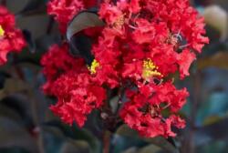 LAGERSTROEMIA BLACK DIAMOND (R)BEST RED CLT. 5 Selyemmirtusz