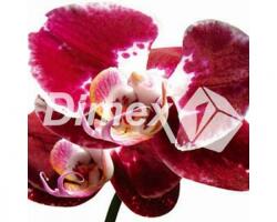 DIMEX Festmények üvegre - vörös orchidea 30 x 30 cm (GL-30-013)