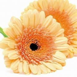 DIMEX Festmények üvegre - gerbera 30 x 30 cm (GL-30-028)
