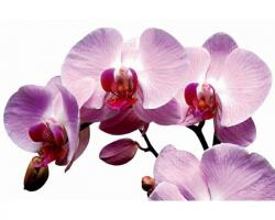 DIMEX Festmények üvegre - orchidea 45 x 30 cm (GL-45-021)