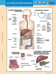 Stiefel Sistemul digestiv+ Digestia (lb. maghiara)