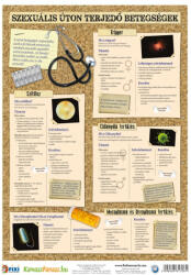 Stiefel Boli sexual transmisibile 2. -3. (viruși) / (infecții bacteriale) fișă de studiu