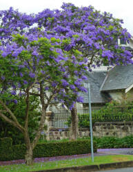 Jacaranda mimosifolia mag - 10 db/csomag (LOTS-OT-001)