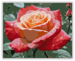  Hajnali Harmat Rózsája - számfestő készlet