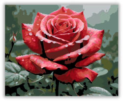  Esőáztatta Vörös Rózsa - számfestő készlet