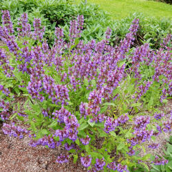  Orvosi zsálya - Salvia officinalis - Konténeres