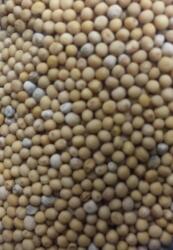 Paleolit Mustármag egész sárga 25kg lédig White mustard - Sinapis Alba - paleocentrum