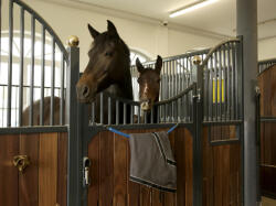 Kerbl Felfüggeszthető nyeregalátét tartó - kék