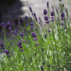  Ezüstlevelű levendula - Lavandula x intermedia 'Grappenhall' (3 db/csomag) - Konténeres