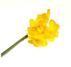 Sárga nárcisz-szál 5 virággal, hossza kb. 33 cm, virágfej: 5, 5-6 cm