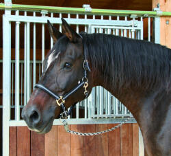 Kerbl Covalliero Mustang kötőfék - fekete/ezüst, 3