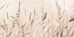 Keros Dekorcsempe, Oliver Design Decor Icon Beige A 25x50 - mozaikkeramia
