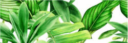 Valore Dekorlap, Valore GARDEN TROPIC DEKOR A RET 25x75