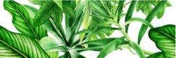 Valore Dekorlap, Valore GARDEN TROPIC DEKOR C RET 25x75 - mozaikkeramia