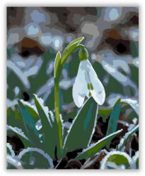  Hóvirág a Tavaszi Fagyban - számfestő készlet
