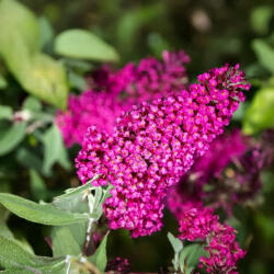  Piros virágú nyáriorgona - Buddleja davidii 'Miss Ruby'® - Konténeres