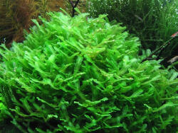INVITAL Lomariopsis lineata (Csésze Ø 8 cm)