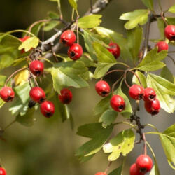  Egybibés galagonya - Crataegus monogyna - Konténeres
