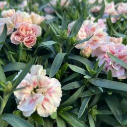 Dianthus szegfű, 12 cm-es cserépben, rózsaszín-fehér