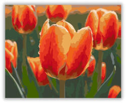  Harmatcseppes Narancs Tulipánok - számfestő készlet