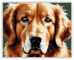  Golden Retriever Arcközelben - számfestő készlet