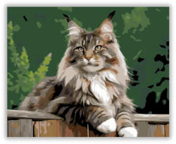  Büszke Maine Coon a Kerítésen - számfestő készlet