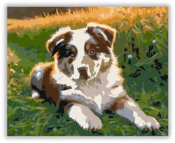  Ausztrál Juhászkutya Kölyök a Napsütésben - számfestő készlet