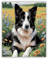 Számfestő Border Collie Vadvirágos Mezőn - számfestő készlet (crea5874)