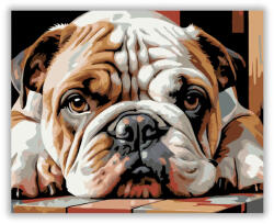  Bulldog Kölyök Pihenő Közeli Portré - számfestő készlet