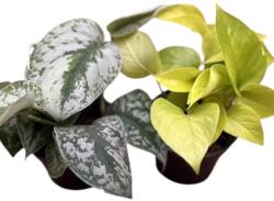  Epipremnum - Szobafutóka 12 cm-es cserépben, kb. 25 cm