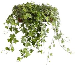  Hedera helix - Közönséges borostyán szobanövény 12 cm-es cserépben, 20/30 cm
