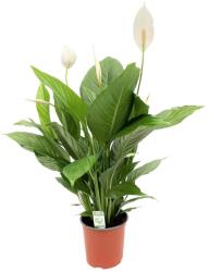  Illatos vitorlavirág (Spathiphyllum wallisii) 30/40 cm 14 cm-es cserépben