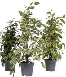  Ficus benjamina 12 cm-es cserépben, kb. 30/40 cm magas
