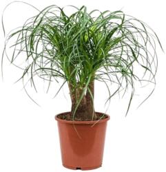  Nolina elefántláb szobanövény, 12 cm-es cserépben, 30/40 cm