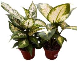  Dieffenbachia buzogányvirág 12 cm-es cserépben, kb. 30 cm magas